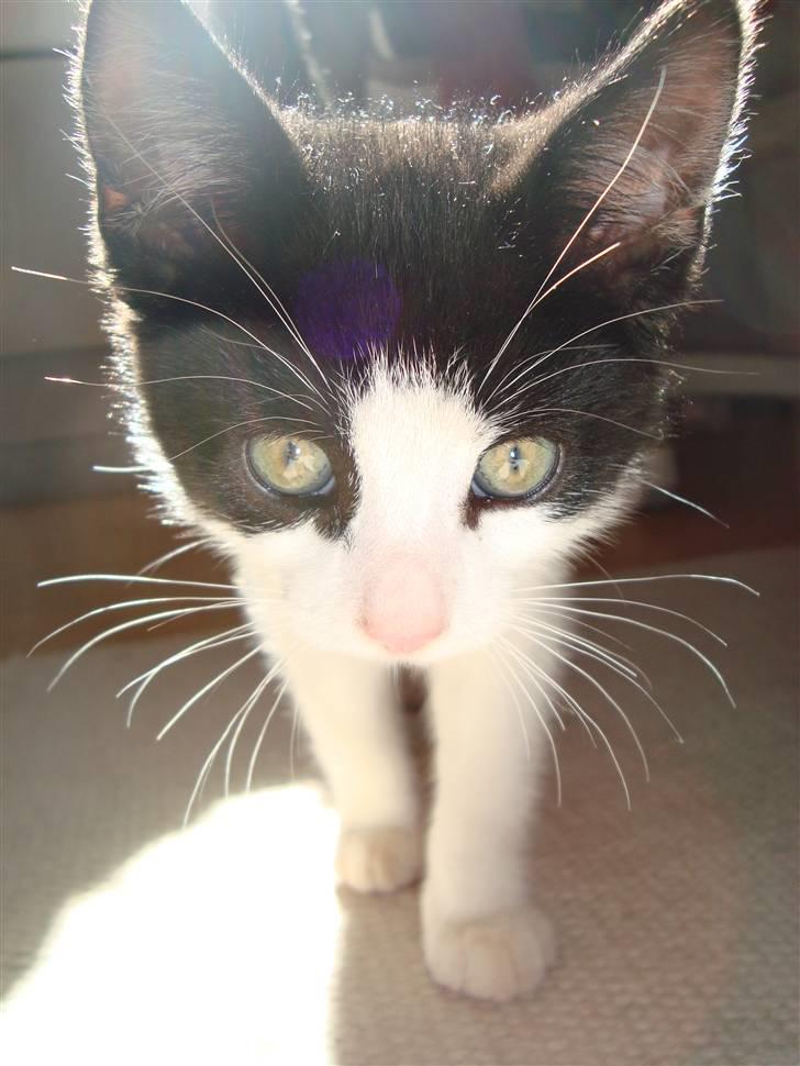 Huskat Wong - Fedt billede ...:) billede 7