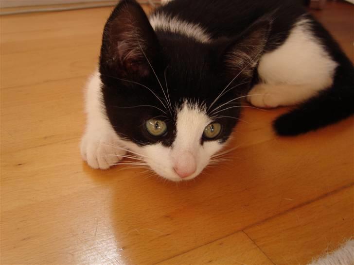 Huskat Wong billede 8