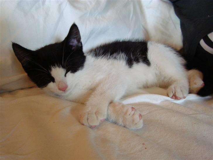 Huskat Wong billede 9