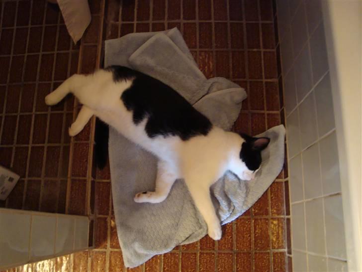 Huskat Wong billede 10