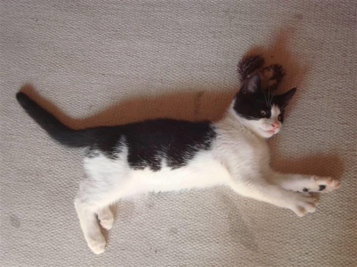 Huskat Wong billede 11