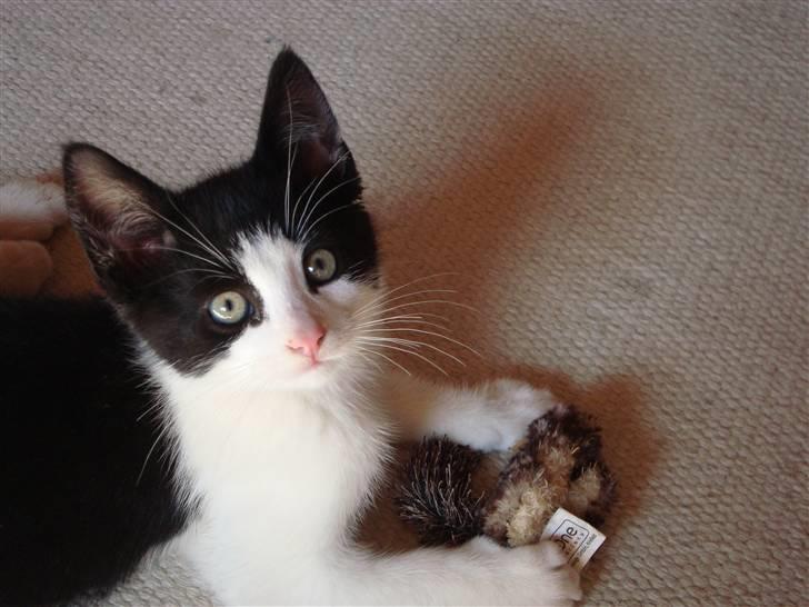 Huskat Wong billede 12