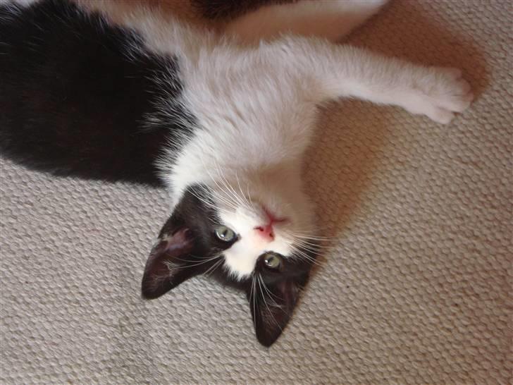 Huskat Wong billede 13