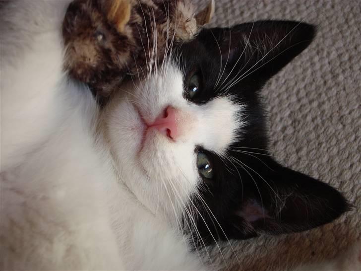 Huskat Wong - Nuttet!!! :-D billede 14