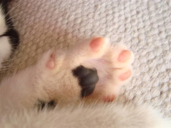 Huskat Wong billede 15