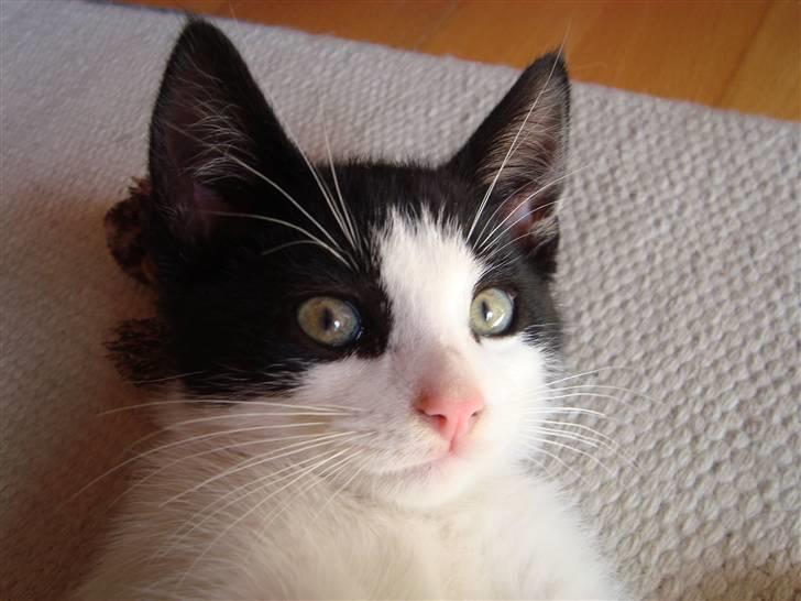 Huskat Wong billede 16