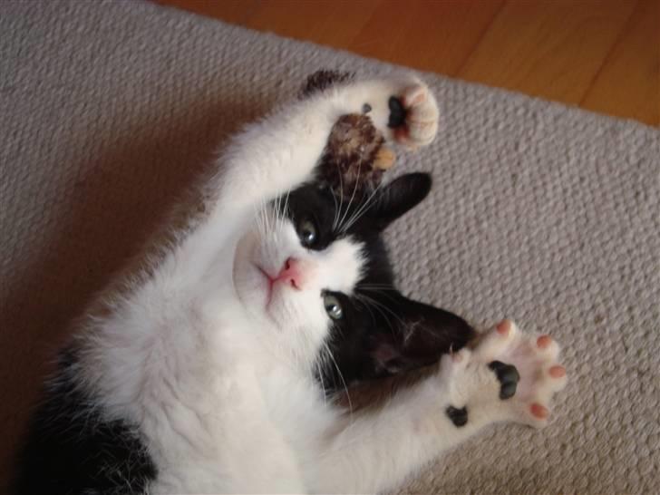 Huskat Wong billede 17