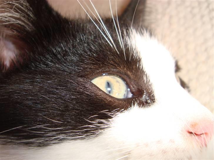 Huskat Wong billede 18