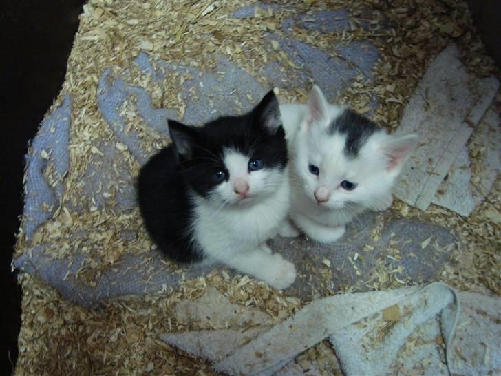 Huskat Wong - Wong somlille...:) Hans søster til højre. billede 19