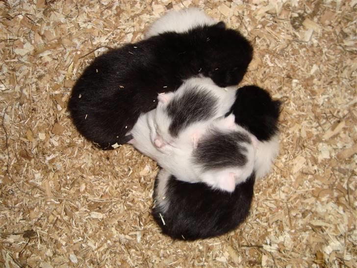 Huskat Wong - Wong og hans søskende, som helt små <3 :-) Wong er helt ude, nederst til højre billede 20