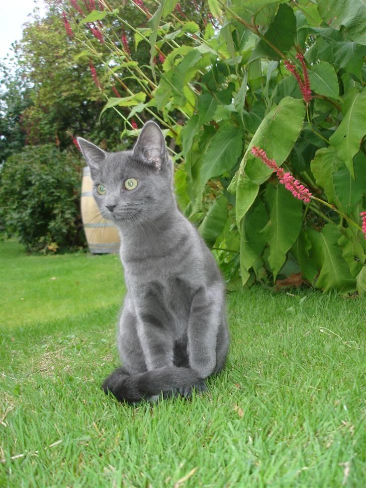 Huskat Alfa - Velkommen til Alfas Profil :) billede 1