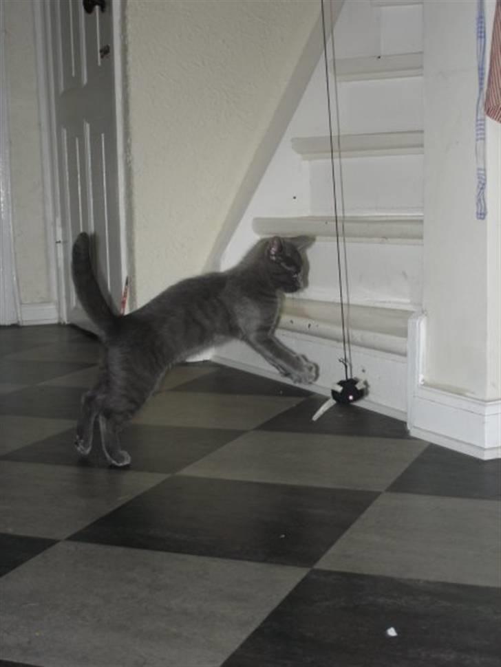 Huskat Alfa - Alfa leger med mus :) billede 2