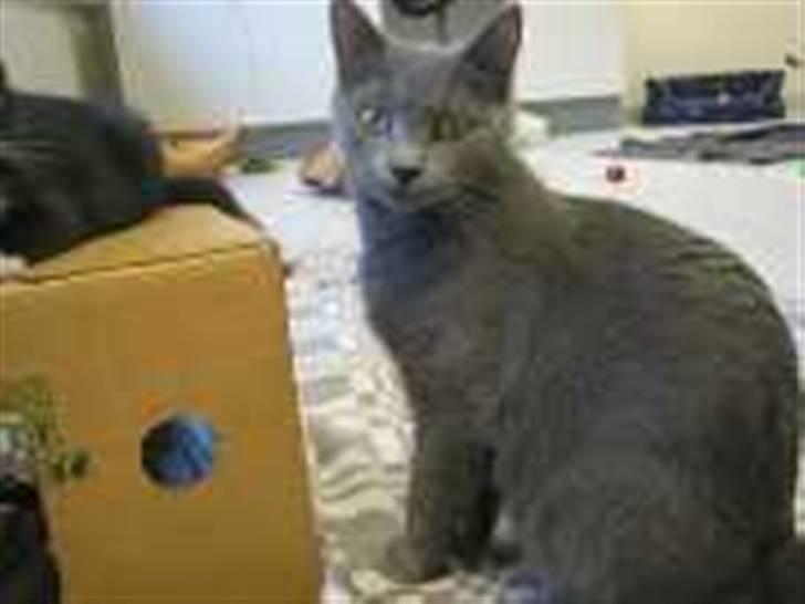 Huskat Alfa billede 3