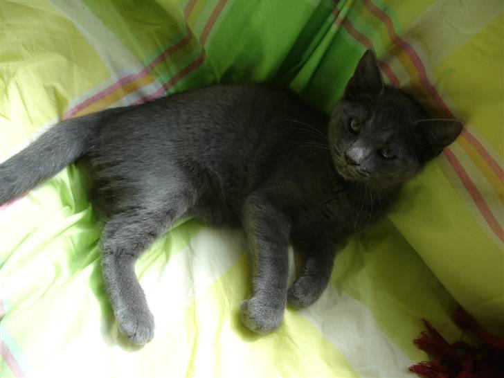 Huskat Alfa - 13 uger gammel billede 4