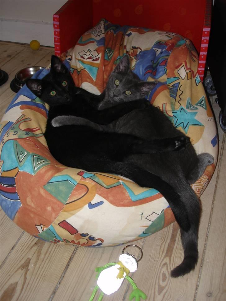 Huskat Alfa - Migo hendes bror og Alfa ligger og sover billede 5