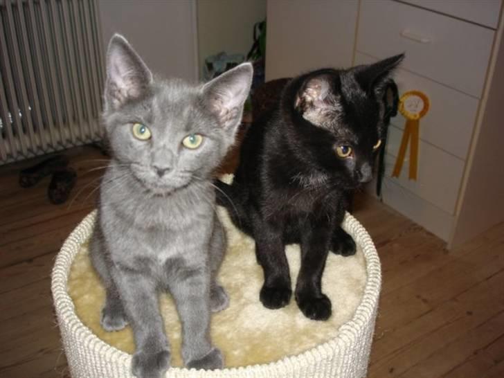 Huskat Alfa - 13 uger gammel alfa og hendes bror Migo billede 6