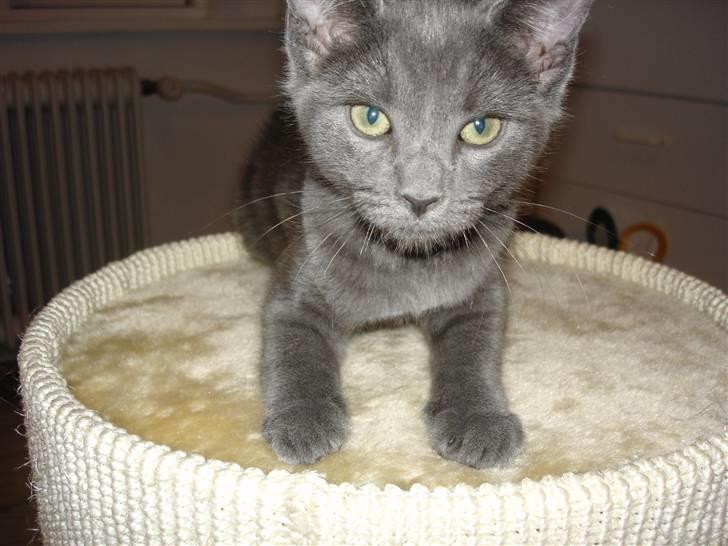 Huskat Alfa billede 7