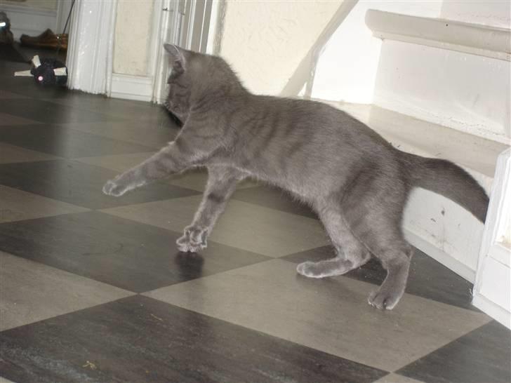 Huskat Alfa - Alfa leger :) billede 8