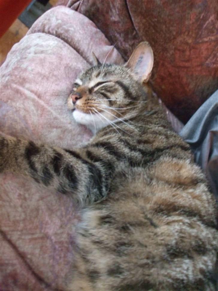 Huskat Humbug - Afslapning! billede 1