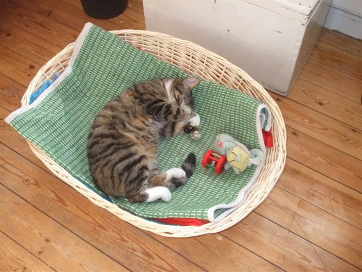 Huskat Humbug - Humbug i sin kurv billede 2