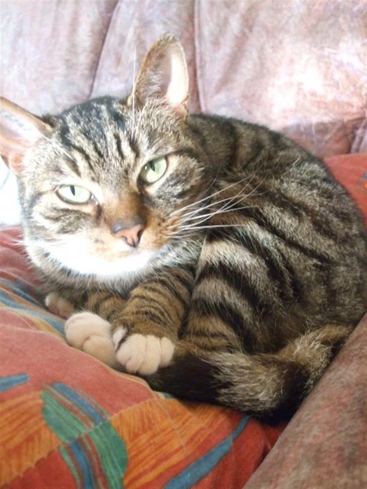 Huskat Humbug - Hallo man, du forstyrre mig! billede 3