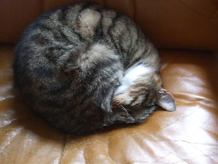 Huskat Humbug - En lille hår-bolle billede 4