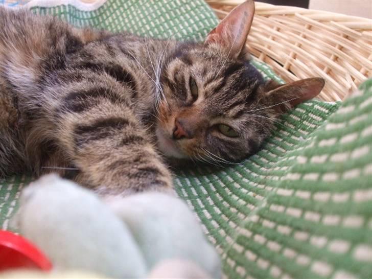 Huskat Humbug - Arrhhh! billede 5