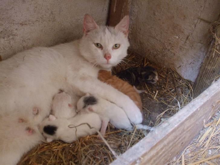 Huskat Perle - Perle med hendes 2 dage gamle killinger billede 2