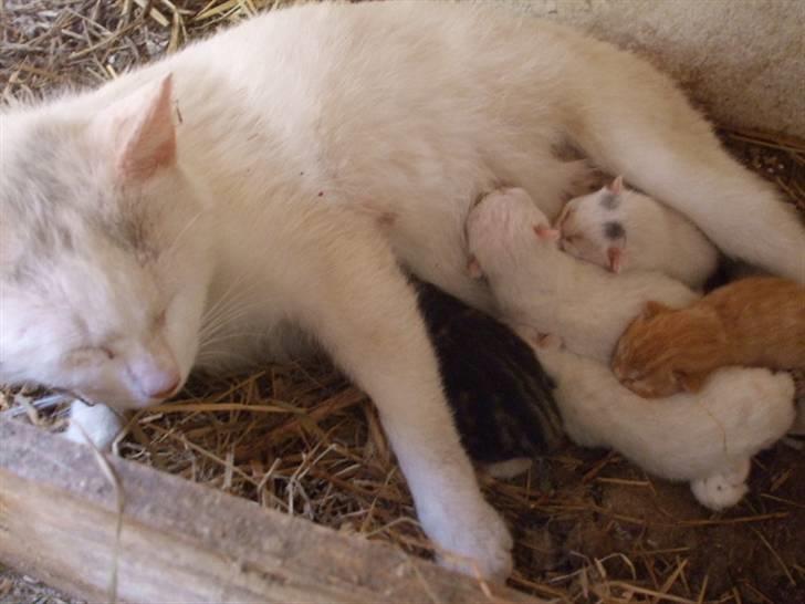 Huskat Perle - Igen med hende killinger billede 3