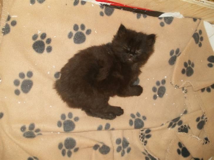 Blanding af racer Malou billede 2