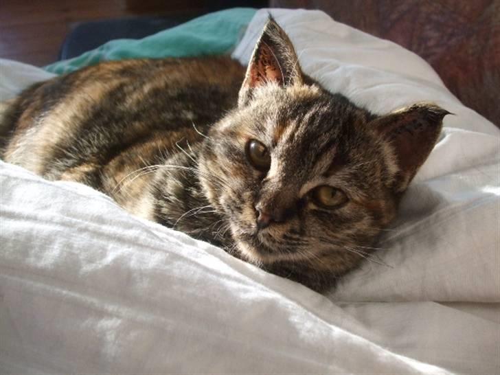 Huskat Janis - Sunshine billede 7