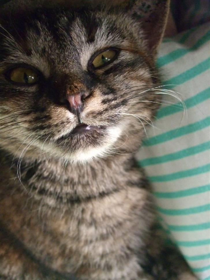 Huskat Janis - Skørt billede 8