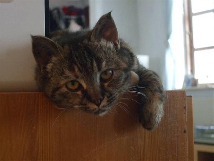 Huskat Janis - Doven doven mis billede 9