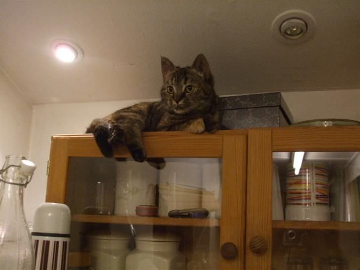 Huskat Janis - Janis ovenpå køkkenskabet  billede 10