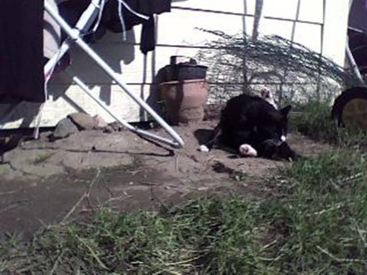 Huskat mille billede 4