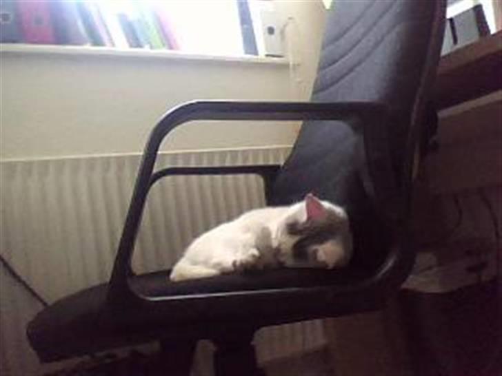 Huskat Mitzi ( min søster's ) billede 1