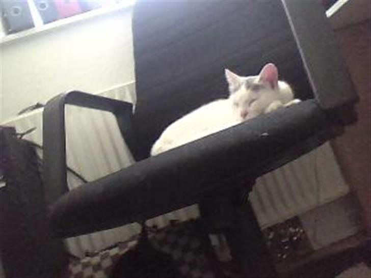 Huskat Mitzi ( min søster's ) billede 2