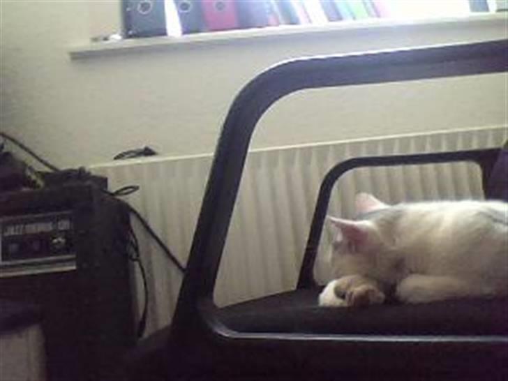 Huskat Mitzi ( min søster's ) billede 3