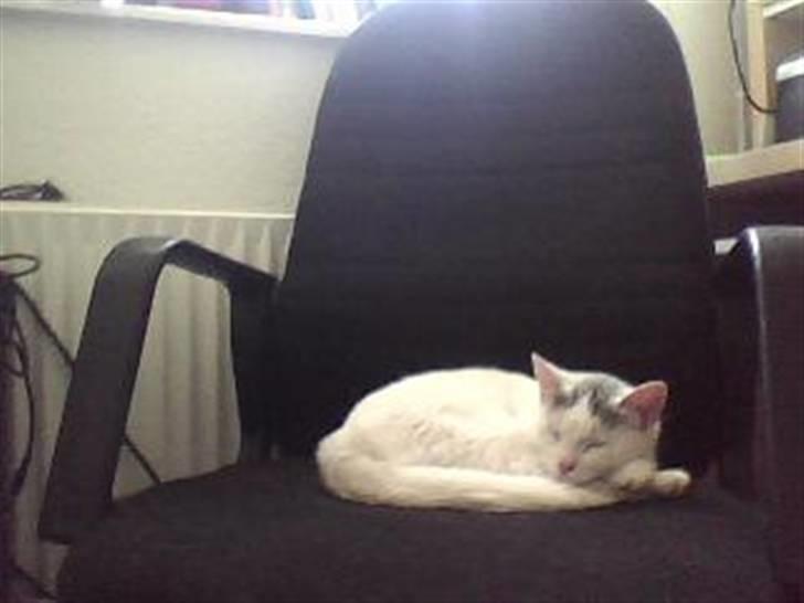 Huskat Mitzi ( min søster's ) billede 4