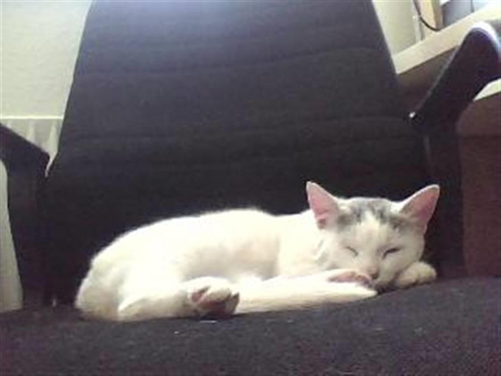 Huskat Mitzi ( min søster's ) billede 5