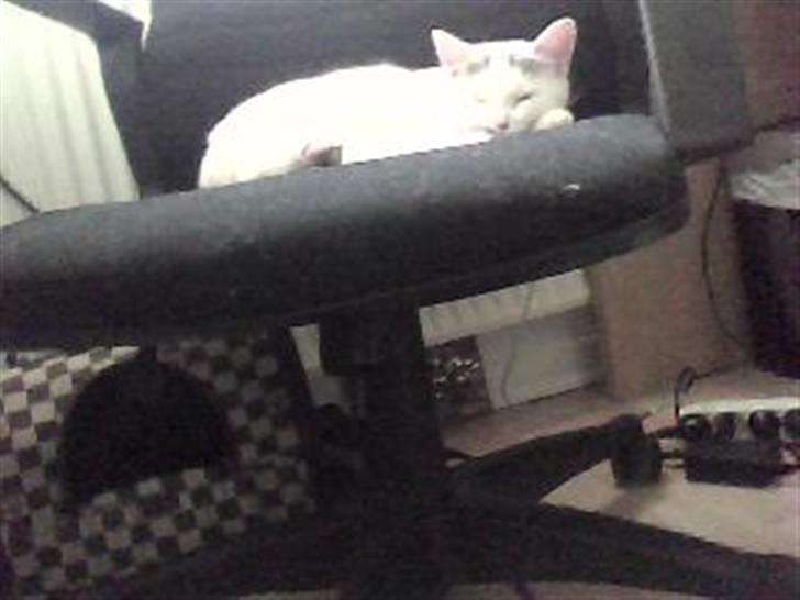 Huskat Mitzi ( min søster's ) billede 6