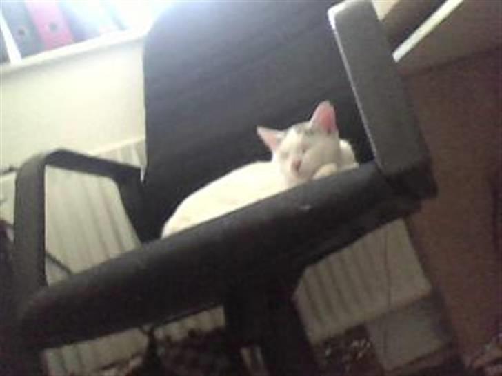 Huskat Mitzi ( min søster's ) billede 7