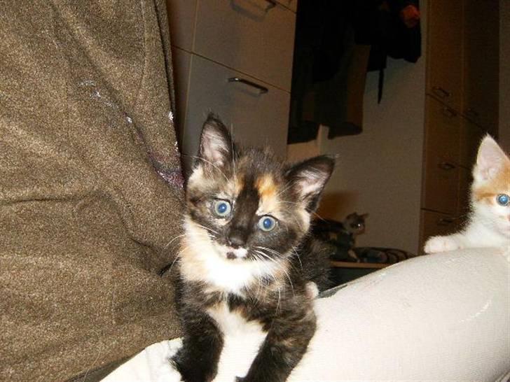 Blanding af racer Baby billede 2