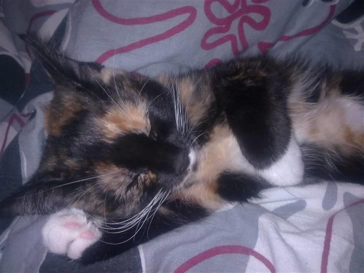 Blanding af racer Baby billede 3