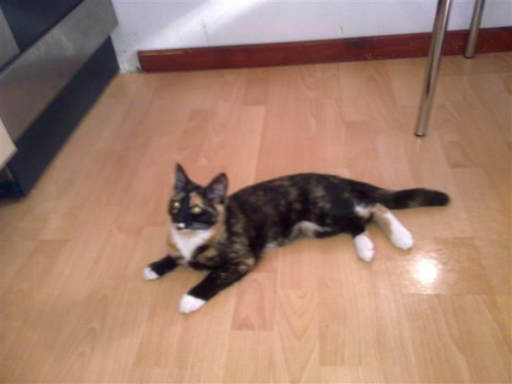 Blanding af racer Baby billede 4