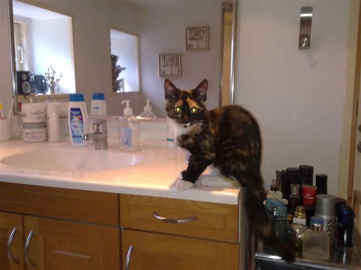 Blanding af racer Baby billede 5