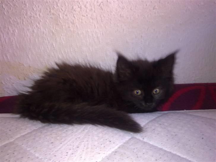 Blanding af racer Malou billede 3