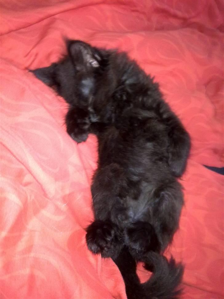 Blanding af racer Malou billede 4