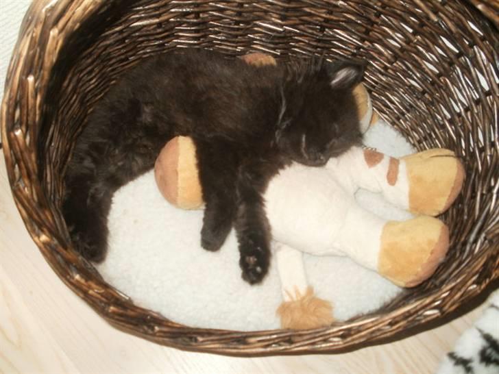 Blanding af racer Malou billede 5