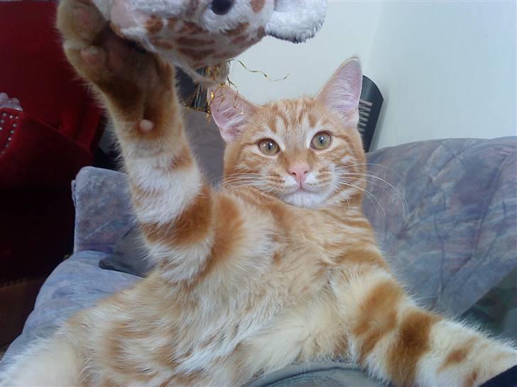 Blanding af racer Balou - Bamse!! billede 1